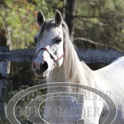 2025-©photo-sourire.com-BELLE-1008