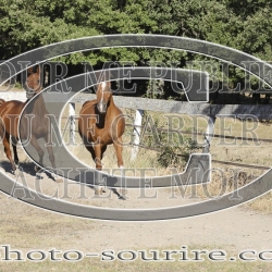 2025-©photo-sourire.com-CALIS-SHARON-1010