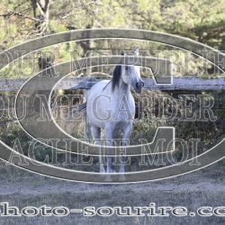 2025-©photo-sourire.com-COMET-1013