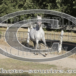 2025-©photo-sourire.com-COMET-1005