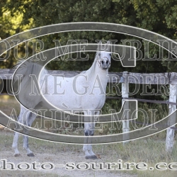 2025-©photo-sourire.com-COMET-1041