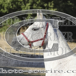 2025-©photo-sourire.com-COMET-1049