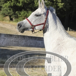 2025-©photo-sourire.com-COMET-1050