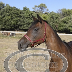 2025-©photo-sourire.com-HONORA-1019