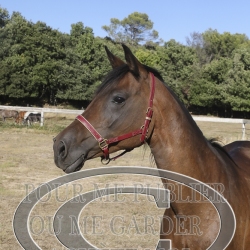 2025-©photo-sourire.com-HONORA-1020