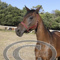 2025-©photo-sourire.com-HONORA-1021