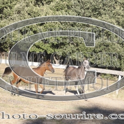 2025-©photo-sourire.com-NIKEL-1016